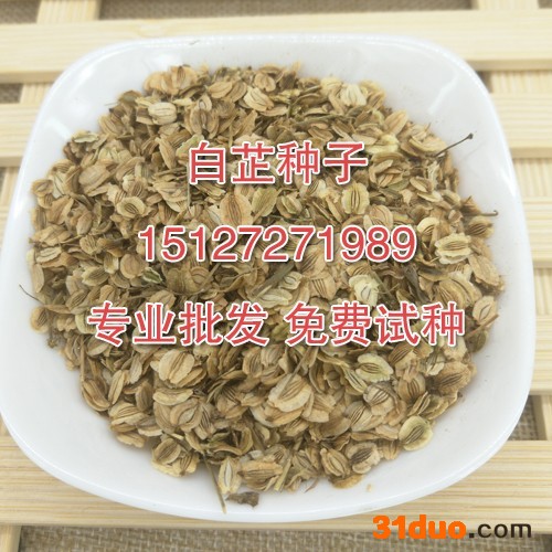 纯新白芷种子 川白芷种子 提供技术 产品回收 免费试种