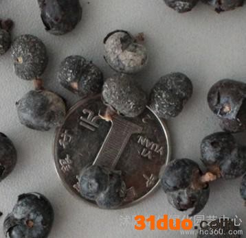 供应：棕榈种子，棕榈种子价格，棕榈种子批发，棕榈种子批发价格