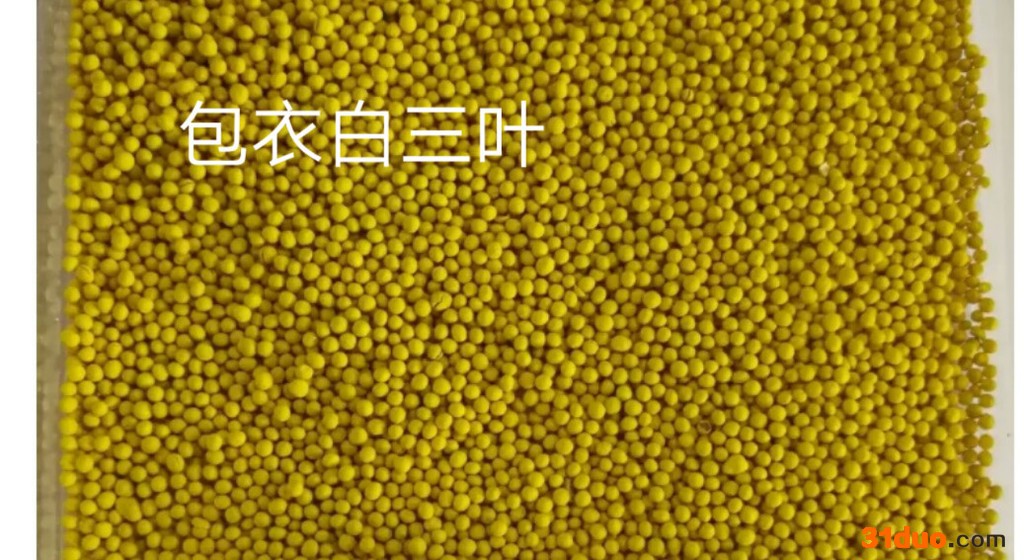 白三叶的种子 江西  成都绿牧天下 量大优惠