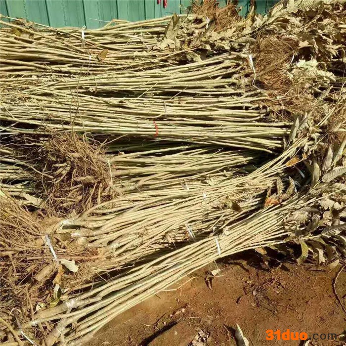 **板栗苗山青苗木批发基地 1年板栗苗品种子 价格优惠