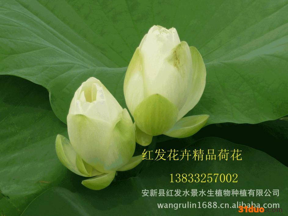 荷花、水生花卉荷花苗、荷花种植、荷花种苗、藕苗、水生植物