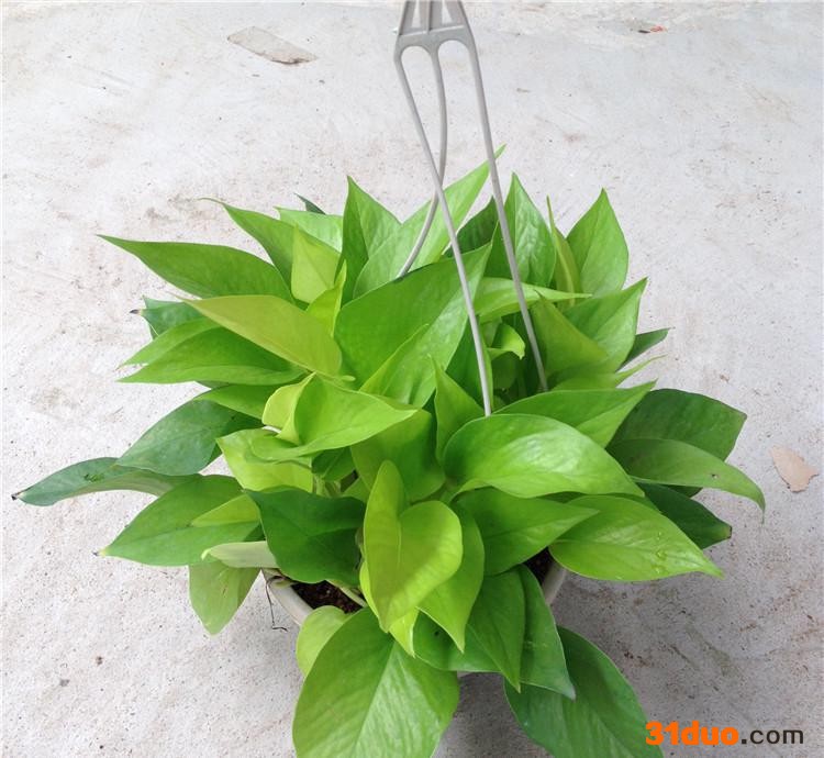 180#金叶绿萝盆景 办公室中小型绿色花草植物花卉盆栽黄净化