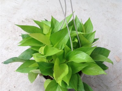 180#金叶绿萝盆景 办公室中小型绿色花草植物花卉盆栽黄净化