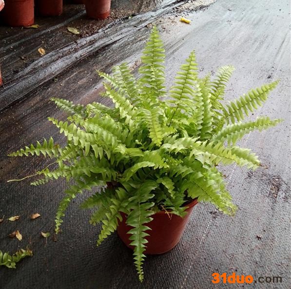 微景观室内花卉小盆栽 波斯顿140#东星花场直销