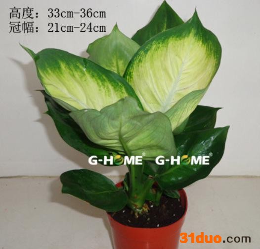 室内易养观叶花卉盆栽 万年青-马瑞安（120#）东星花场直销