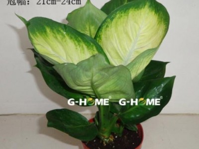 室内易养观叶花卉盆栽 万年青-马瑞安（120#）东星花场直销