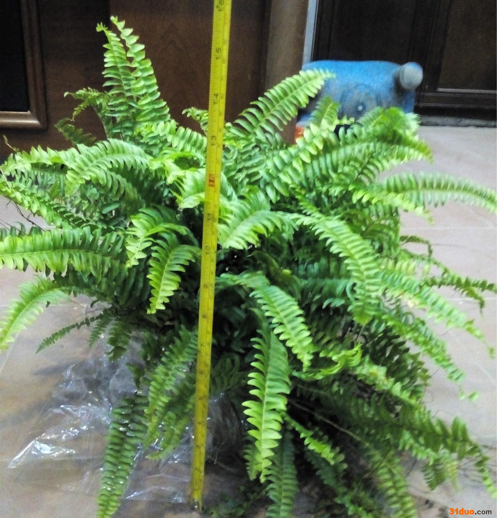 室内植物花卉盆栽波斯顿蕨（180#）东星花场直销