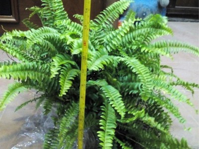室内植物花卉盆栽波斯顿蕨（180#）东星花场直销