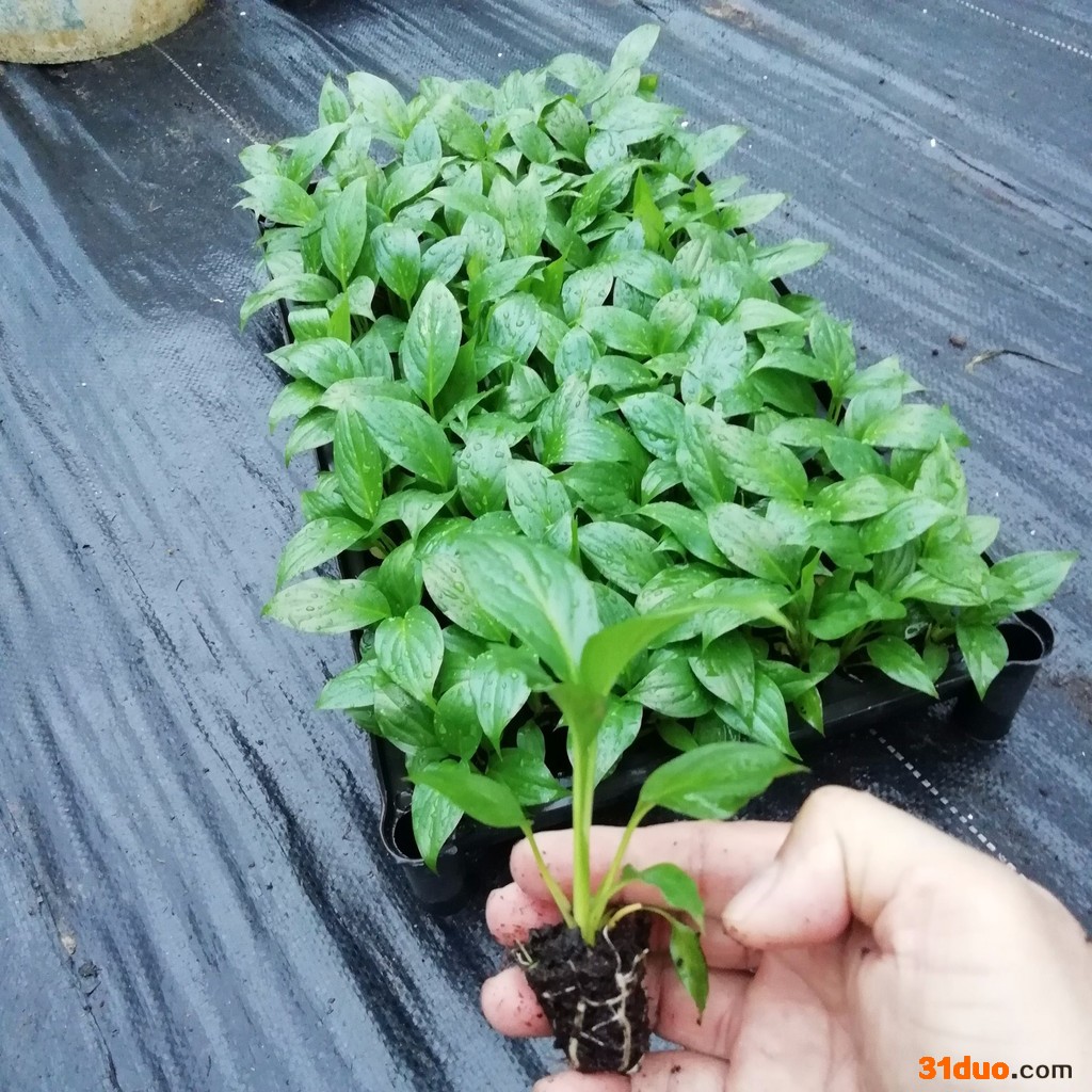 优惠大量供应 室内**观赏植物花卉种苗 美酒白掌组培穴盘苗