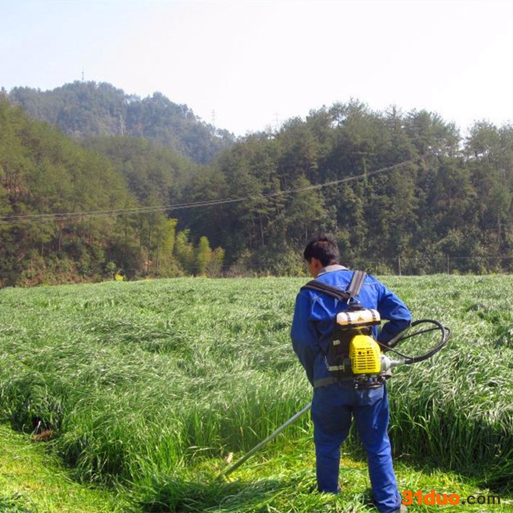 批发零售黑麦草种子 多年生黑麦草种子 大量批发
