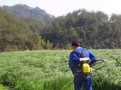 批发零售黑麦草种子 多年生黑麦草种子 大量批发