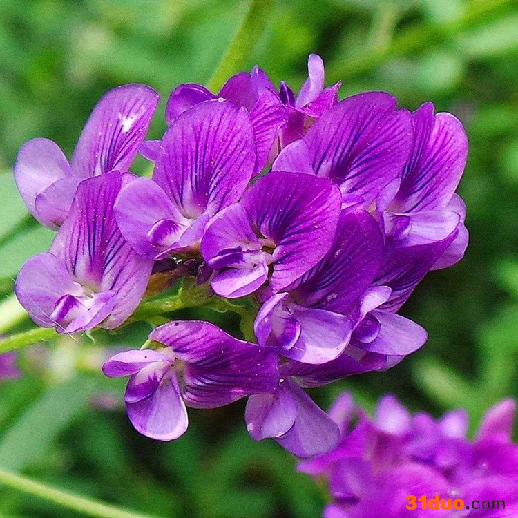 万花浓种业 紫花苜蓿种子批发零售 苜蓿种子价格 便宜