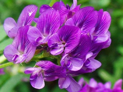 万花浓种业 紫花苜蓿种子批发零售 苜蓿种子价格 便宜