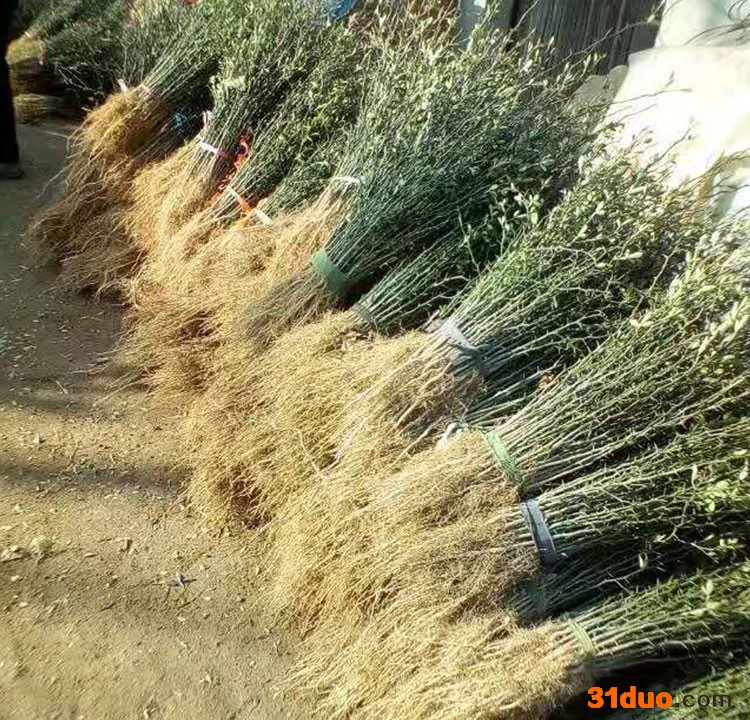 绎诺厂家出售一年生枸橘种苗金桔嫁接占木苗现货供应枳壳种子 枳壳苗价格