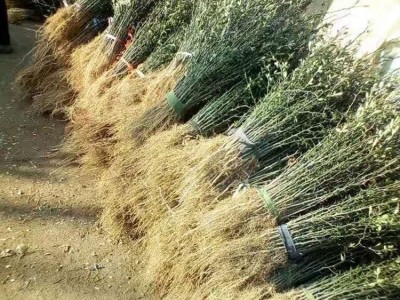 绎诺厂家出售一年生枸橘种苗金桔嫁接占木苗现货供应枳壳种子 枳壳苗价格