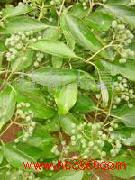 供应大叶女贞种子，丁香种子、花木种子