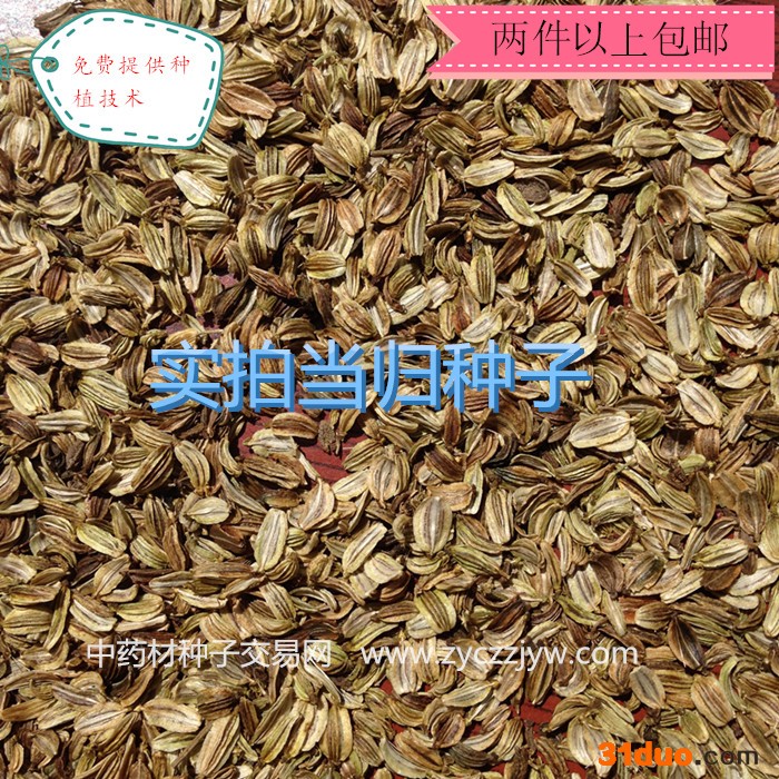 【龙飞种业】中药材种子/当归种子/当归籽/当归种子价格/当归种子销售/当归种子哪儿买/安国市龙飞种子经营部