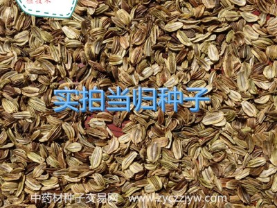 【龙飞种业】中药材种子/当归种子/当归籽/当归种子价格/当归种子销售/当归种子哪儿买/安国市龙飞种子经营部