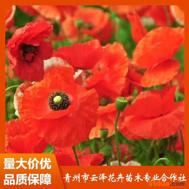 野花 云泽 野花组合种子 野花组合批发 公路护坡种子