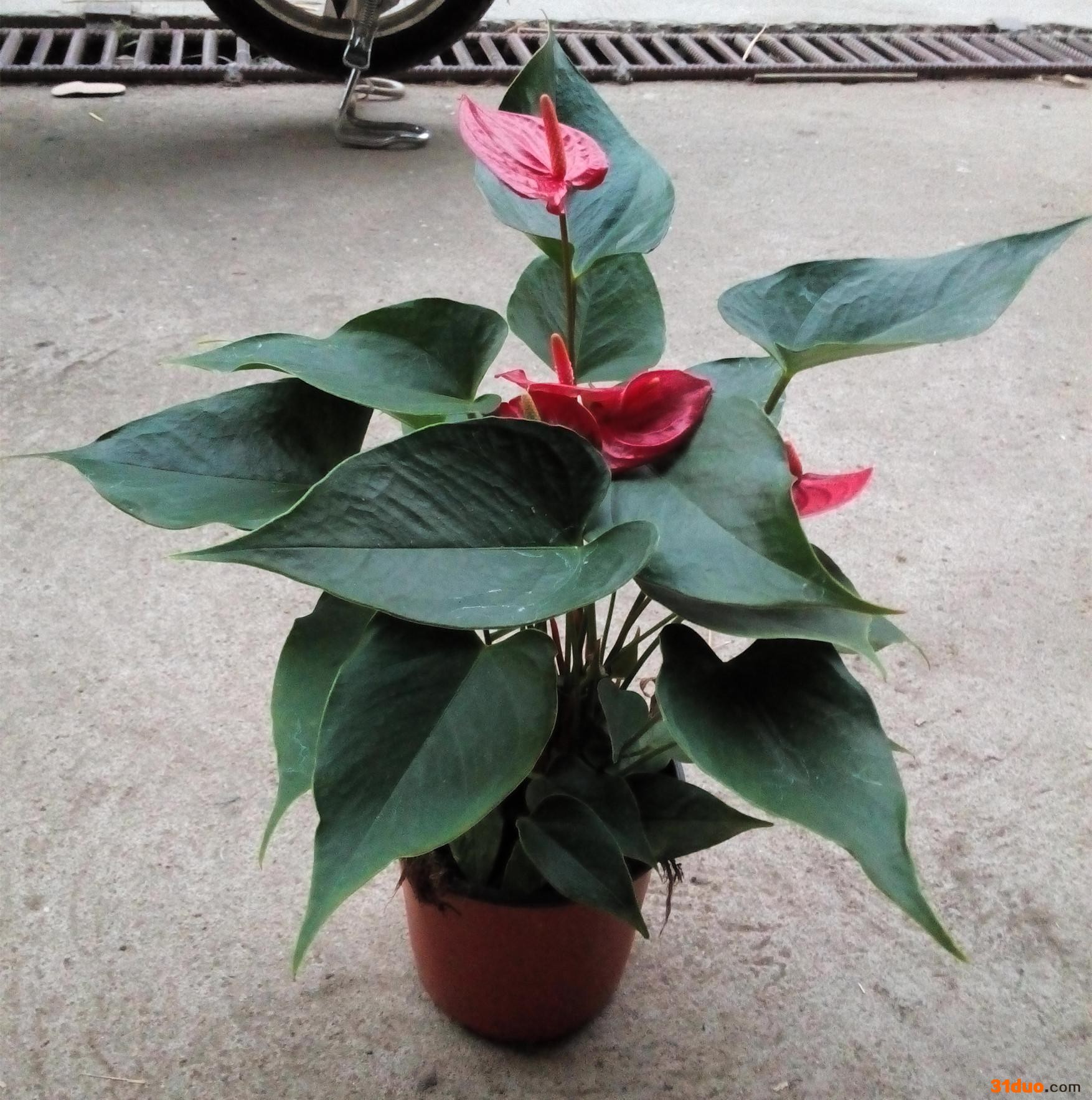 室内花卉 净化空气小盆栽 红掌 维他110#东星花场直销