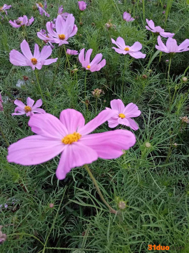 波斯菊 波斯菊种子 波斯菊销售 波斯菊种植 波斯菊种子批发