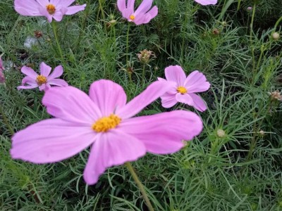 波斯菊 波斯菊种子 波斯菊销售 波斯菊种植 波斯菊种子批发