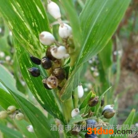 草本植物 蓝翔园艺 COI01 供应花卉种子  一年生花卉种子  薏苡种子  串珠 黄果 蓝翔园艺花卉种子 零售批发