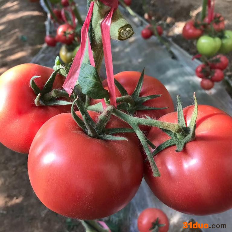 喜来德1号西红柿种苗 纽内姆西红柿种子 1718西红柿种子 103西红柿种苗 纽内姆粉果西红柿种子 润农种苗