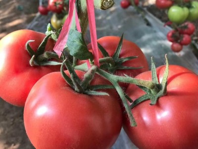 喜来德1号西红柿种苗 纽内姆西红柿种子 1718西红柿种子 103西红柿种苗 纽内姆粉果西红柿种子 润农种苗