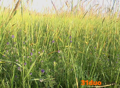 披碱草 披碱草种子 披碱草销售 披碱草批发 披碱草种子销售 披碱草种子批发