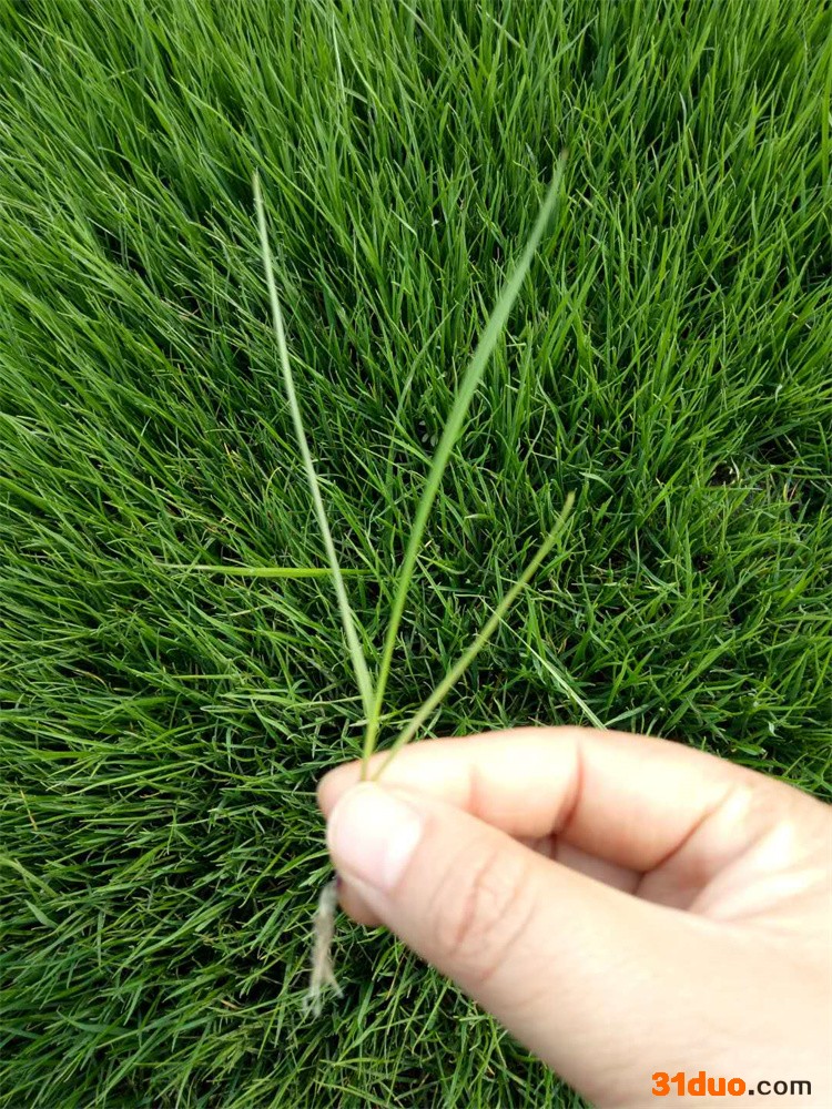 黑麦草 黑麦草种子 多年生黑麦草