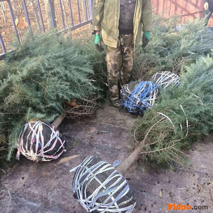 基地特价出售多年生 雪松苗雪松种子苗 雪松苗基地直供绿化雪松苗