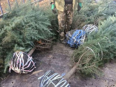 基地特价出售多年生 雪松苗雪松种子苗 雪松苗基地直供绿化雪松苗