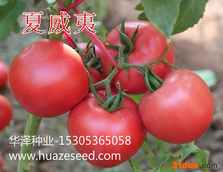 供应 山东 番茄种子 番茄种子厂家  西红柿种子