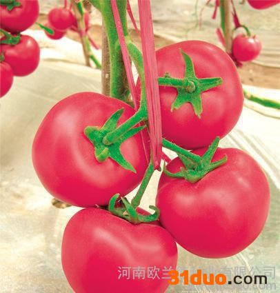 直销蔬果种子 番茄种子西红柿种子蔬菜 菜籽【金刚2号】