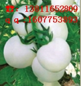 小番茄种子|樱桃番茄种子|圣女果种子|水果番茄种子|进口圣女果种子|高产圣女果种子|**圣女果种子|进口樱桃番茄种子