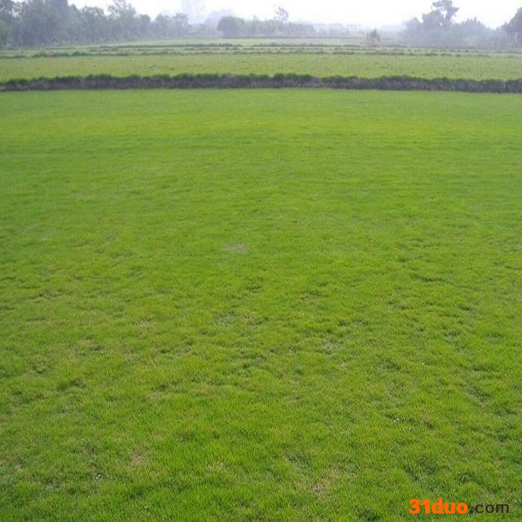 草种子进口草坪种子 牧草种子有限公司 四季青草坪种子 冷季草种子价格