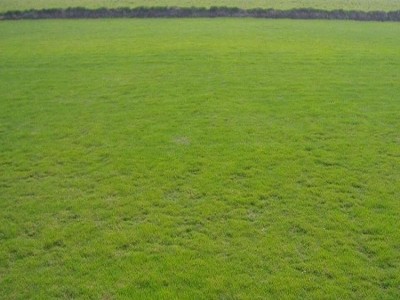 草种子进口草坪种子 牧草种子有限公司 四季青草坪种子 冷季草种子价格