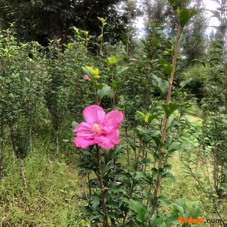 批发木槿 木槿花苗 多花木槿树苗 庭院观赏花卉植物 当年开花