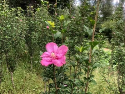 批发木槿 木槿花苗 多花木槿树苗 庭院观赏花卉植物 当年开花
