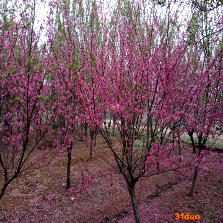 出售 粉色系红叶碧桃树苗 露地园林绿化碧桃风景树 半球形景观观赏树