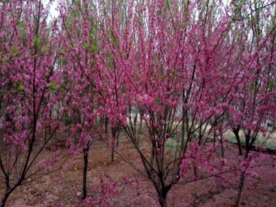 出售 粉色系红叶碧桃树苗 露地园林绿化碧桃风景树 半球形景观观赏树
