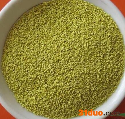 狗牙根，狗牙根种子