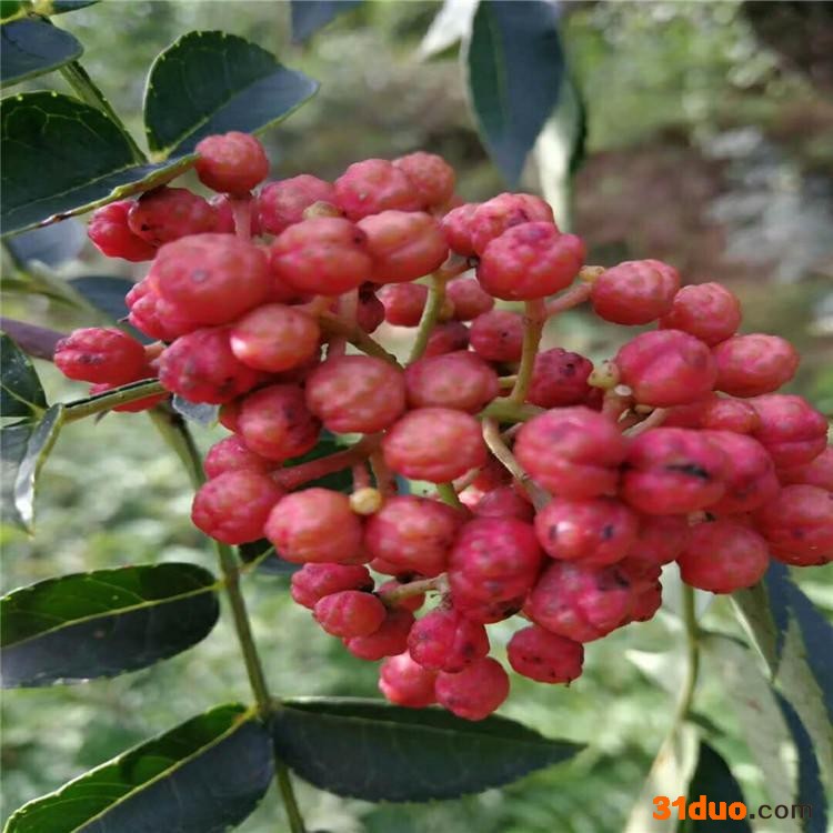 正宗大红袍花椒苗 各种规格大红袍花椒苗  利华 品种纯正花椒树 品种齐全花椒树苗