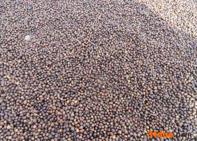 红豆杉其中红豆杉育苗50多亩主营品种为南方红豆杉（种子播种）、曼地亚红豆杉（扦插）。种植红豆杉10多年，有着丰富的种