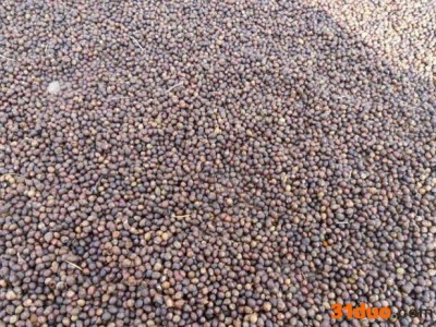 红豆杉其中红豆杉育苗50多亩主营品种为南方红豆杉（种子播种）、曼地亚红豆杉（扦插）。种植红豆杉10多年，有着丰富的种