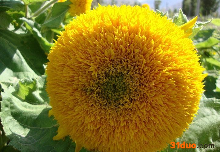 观赏向日葵 观赏向日葵种子 观赏向日葵种子销售 观赏向日葵种子用途