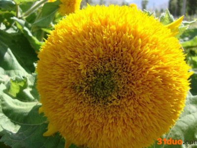 观赏向日葵 观赏向日葵种子 观赏向日葵种子销售 观赏向日葵种子用途