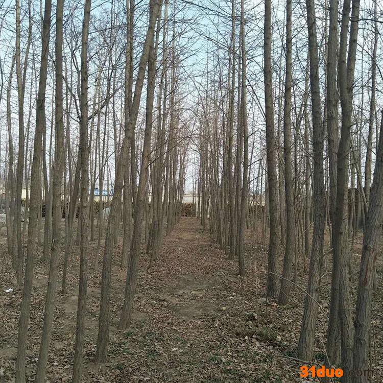 银杏树价格批发银杏种子银杏树苗出售高成活大规格银杏树