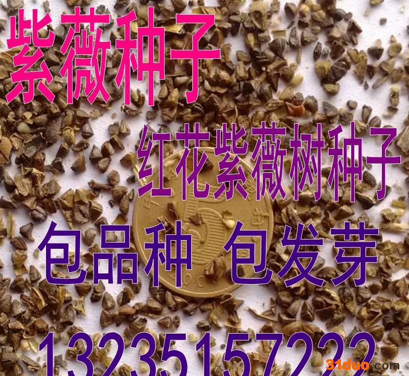 新采收紫薇种子紫薇树种子红花紫薇种子四川红紫薇种子货到付款